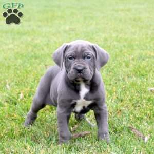 Bello, Cane Corso Puppy