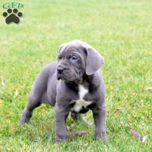 Bello, Cane Corso Puppy