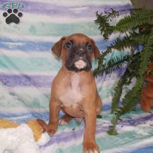Ben, Boxer Puppy