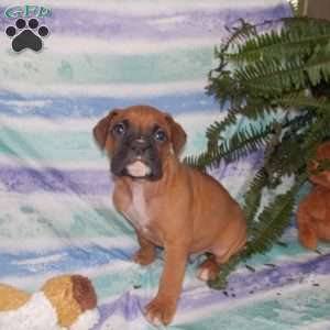 Ben, Boxer Puppy