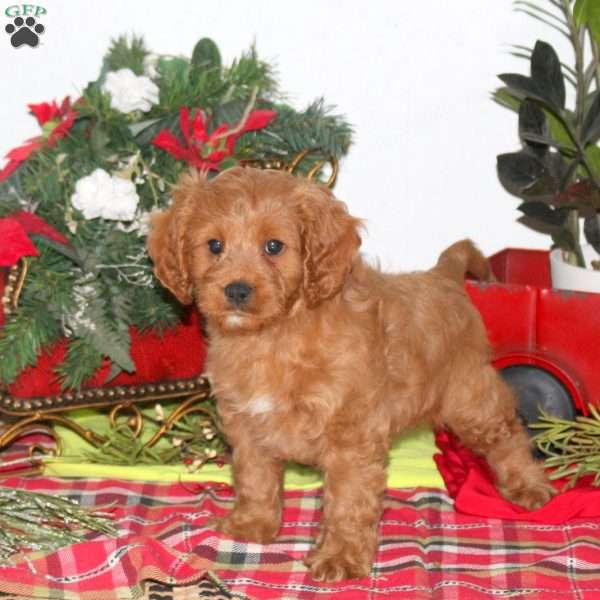 Benji, Cavapoo Puppy