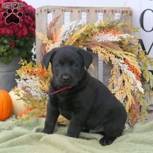 Benji, Labrador Mix Puppy