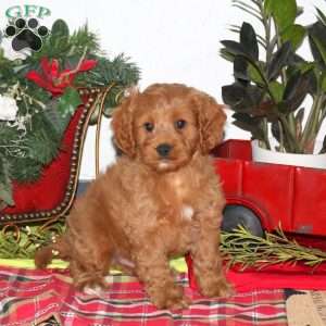 Benji, Cavapoo Puppy