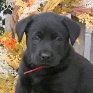 Benji, Labrador Mix Puppy