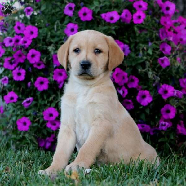 Benji, Fox Red Labrador Retriever Puppy