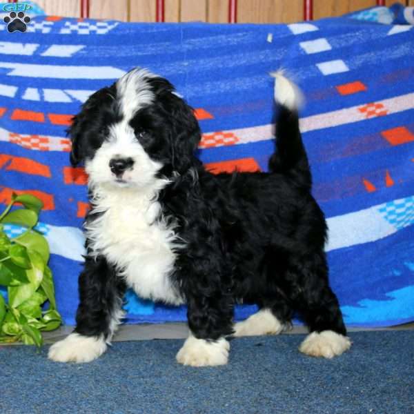 Benji, Bernese Mountain Dog Mix Puppy