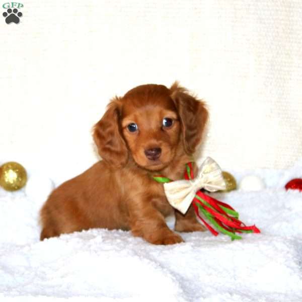 Benji-MINI, Dachshund Puppy