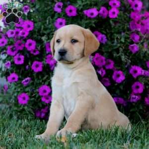Benji, Fox Red Labrador Retriever Puppy