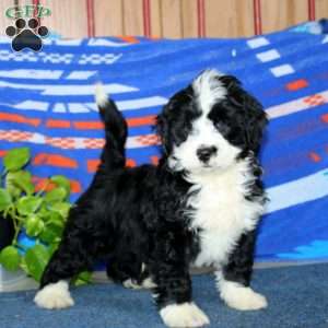 Benji, Bernese Mountain Dog Mix Puppy