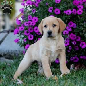 Benji, Fox Red Labrador Retriever Puppy