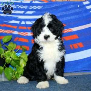 Benji, Bernese Mountain Dog Mix Puppy