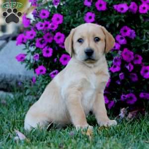 Benji, Fox Red Labrador Retriever Puppy