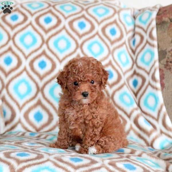Benny, Miniature Poodle Puppy
