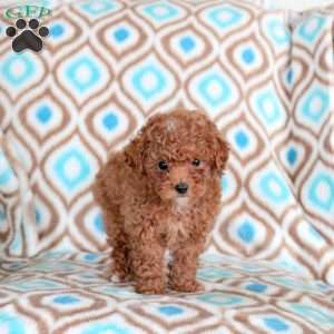 Benny, Miniature Poodle Puppy