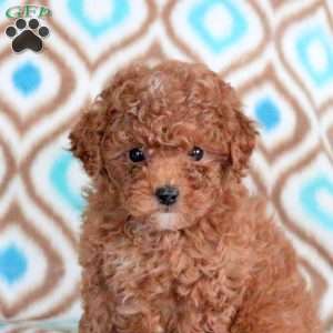 Benny, Miniature Poodle Puppy