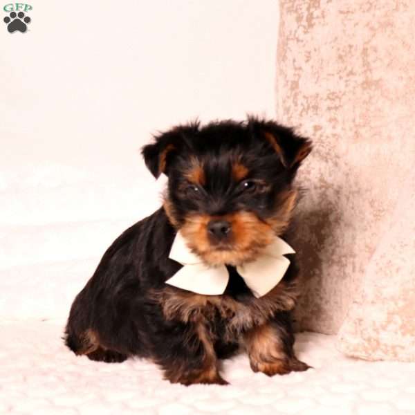 Benny, Yorkie Puppy