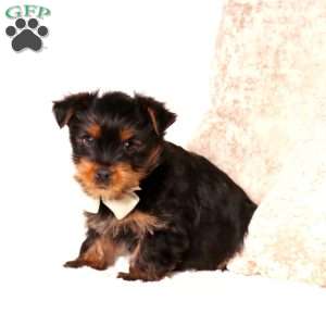 Benny, Yorkie Puppy