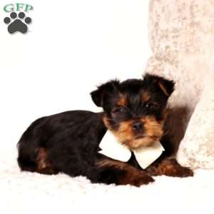Benny, Yorkie Puppy