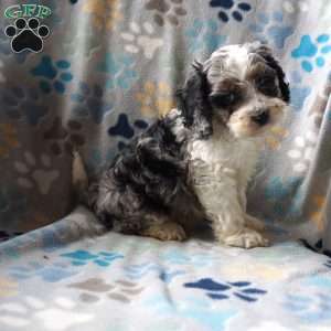 Benson, Cockapoo Puppy