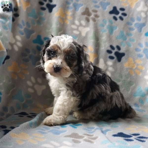 Benson, Cockapoo Puppy