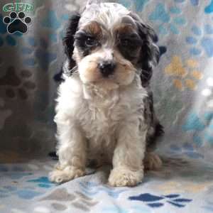 Benson, Cockapoo Puppy
