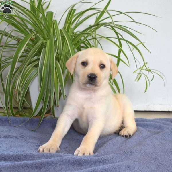 Bentley, Yellow Labrador Retriever Puppy