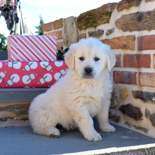 Bentley, English Cream Golden Retriever Puppy