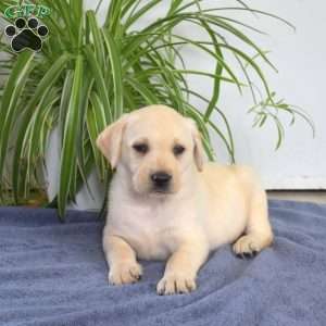 Bentley, Yellow Labrador Retriever Puppy