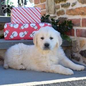 Bentley, English Cream Golden Retriever Puppy