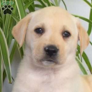 Bentley, Yellow Labrador Retriever Puppy