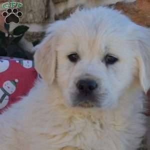 Bentley, English Cream Golden Retriever Puppy