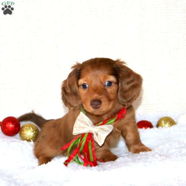 Bentley-MINI, Dachshund Puppy
