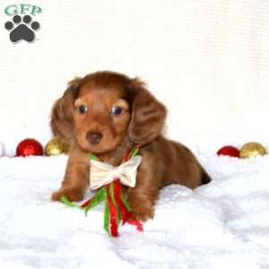 Bentley-MINI, Dachshund Puppy