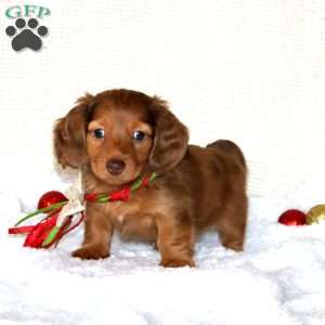 Bentley-MINI, Dachshund Puppy