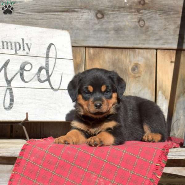 Berry, Rottweiler Puppy