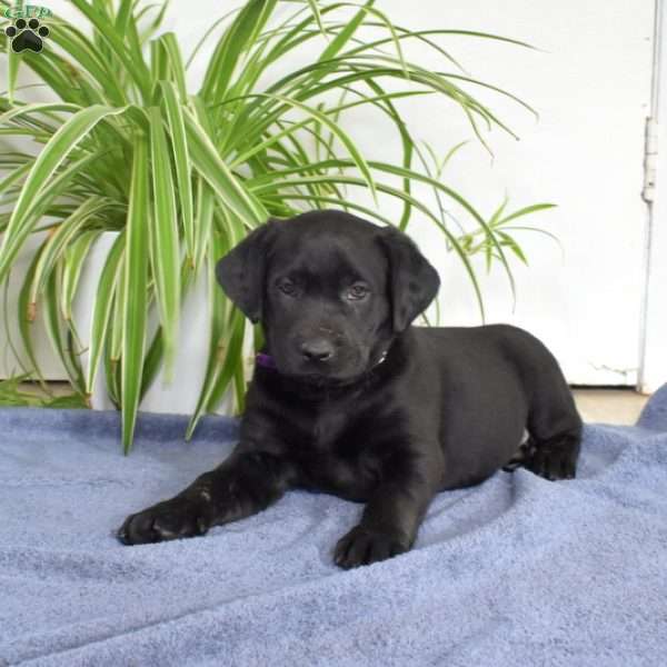 Berry, Black Labrador Retriever Puppy