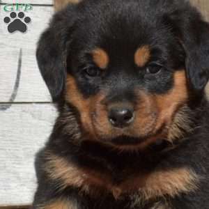 Berry, Rottweiler Puppy