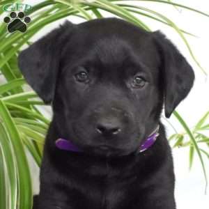 Berry, Black Labrador Retriever Puppy