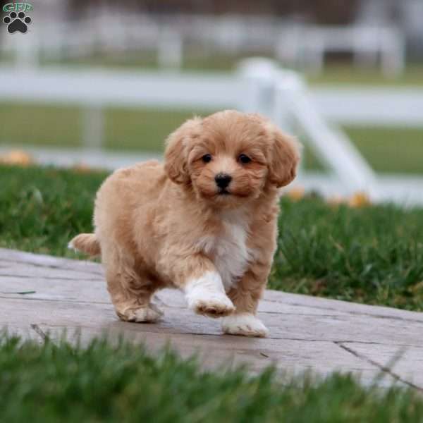 Betsy, Maltipoo Puppy