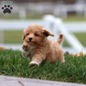 Betsy, Maltipoo Puppy