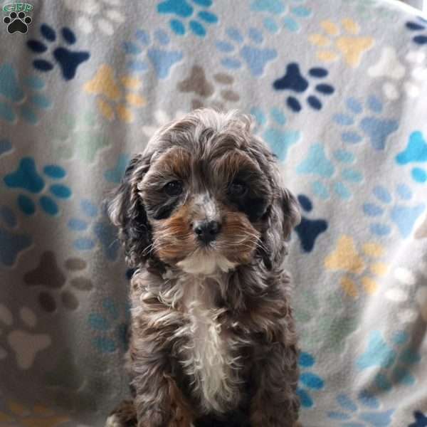 Betsy, Cockapoo Puppy