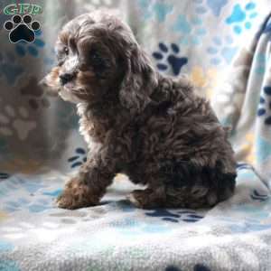 Betsy, Cockapoo Puppy