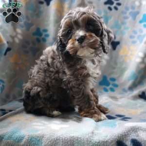 Betsy, Cockapoo Puppy