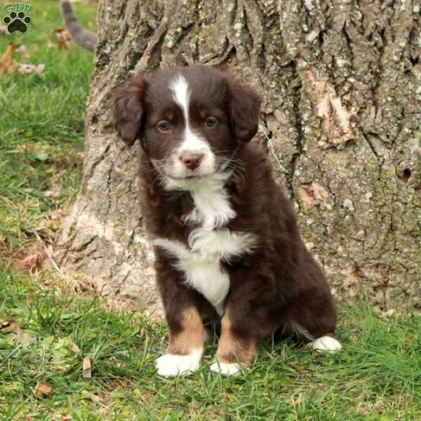 Betty, Australian Shepherd Puppy