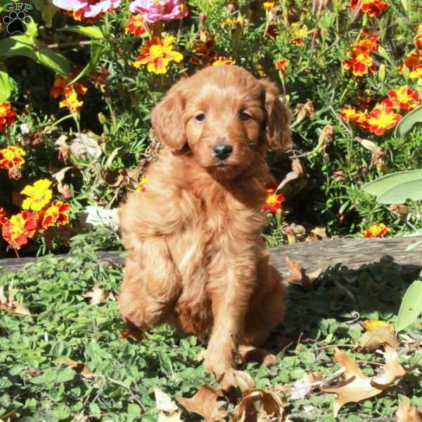 Betty, Mini Goldendoodle Puppy
