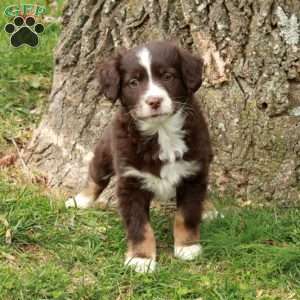 Betty, Australian Shepherd Puppy