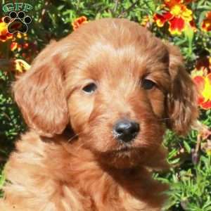 Betty, Mini Goldendoodle Puppy