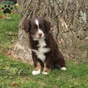 Betty, Australian Shepherd Puppy