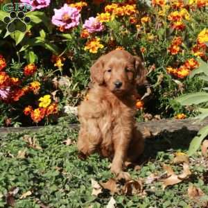 Betty, Mini Goldendoodle Puppy
