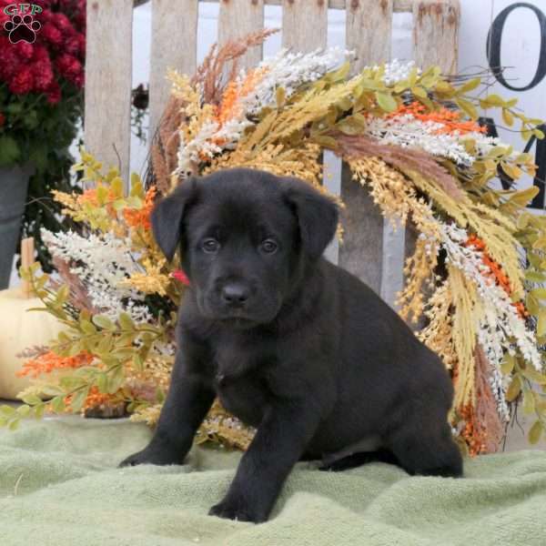 Bibs, Labrador Mix Puppy